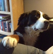 honden foto van Joke