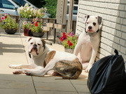 honden foto van sandra