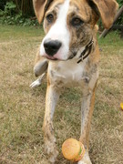 honden foto van Sanne