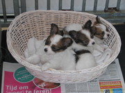 honden foto van Piet en Corrie Klokgieter