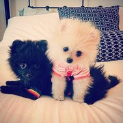 honden foto van Caroline