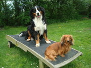 honden foto van Renee van Duijneveldt