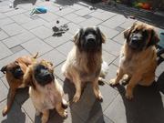 honden foto van mariska hijnen 