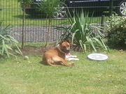 honden foto van Hans de Koning