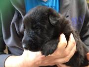 honden foto van mariska van gestel