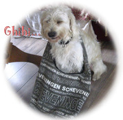 honden foto van sandra, rösti & mijs