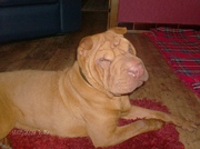 honden foto van Dayca