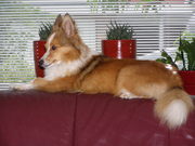 honden foto van Jolly