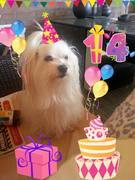 honden foto van chrisje