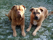 honden foto van KRISTEL