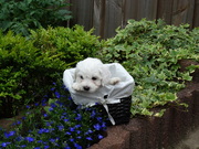 honden foto van Rakker