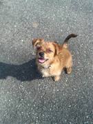 honden foto van Stephanie