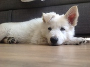 honden foto van Marjan