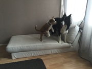 honden foto van Daria