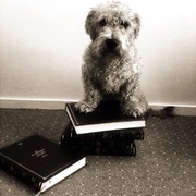 honden foto van drie.glens