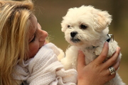honden foto honden foto van Sophie Vinken