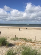 honden foto van PJM