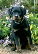 honden foto van Frank Klaver