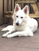 honden foto van Ramona