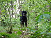 honden foto van Samantha