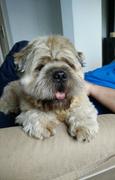 honden foto van Marieke de brouwer