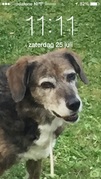 honden foto van jannie