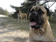 honden foto van Jolanda