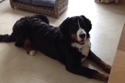 honden foto honden foto van thomas