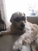 honden foto van Judit