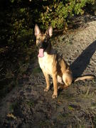 honden foto van Maroescha