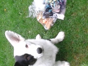 honden foto van kiki