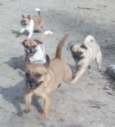 honden foto van Nori met Chewy, Ayla, Leiah & Mace