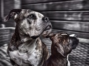 honden foto honden foto van -Bram en Lady-