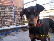 honden foto van clara