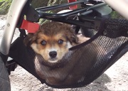 honden foto van Dennis