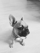 honden foto van Cait