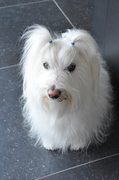 honden foto van Zebje