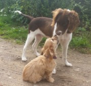 honden foto van Ludo en ik