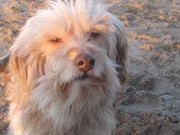 honden foto van Karin