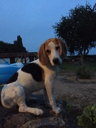 honden foto honden foto van tamara