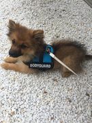 honden foto honden foto van ellen goetstouwers