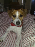 honden foto van annemarie en anton