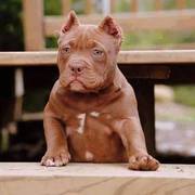 honden foto van Rednose