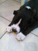 honden foto van katty