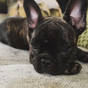 honden foto honden foto van sissero