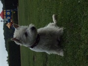 honden foto van ingrid