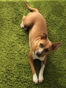 honden foto honden foto van Sarella