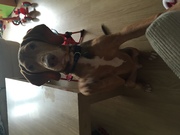 honden foto honden foto van angel