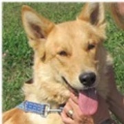 honden foto van Dreamy