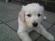 honden foto van lindsey